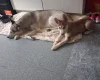 Siberian Husky