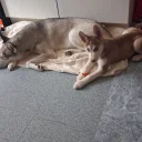 Siberian Husky