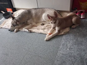 Siberian Husky