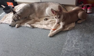 Siberian Husky