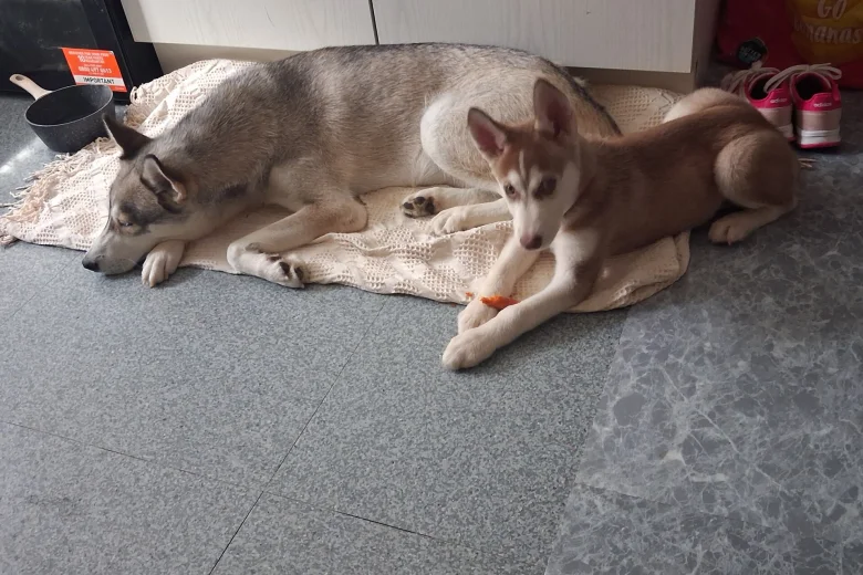 Siberian Husky