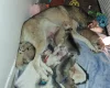 Siberian Husky