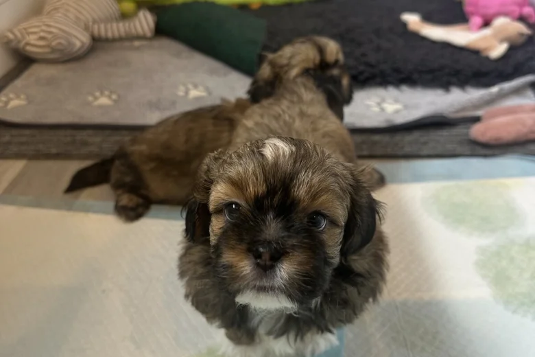 Shih Tzu