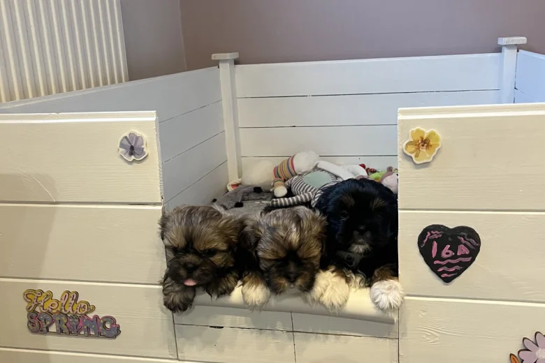 Shih Tzu