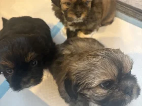 Shih Tzu