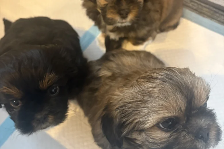 Shih Tzu