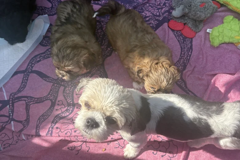 Shih Tzu