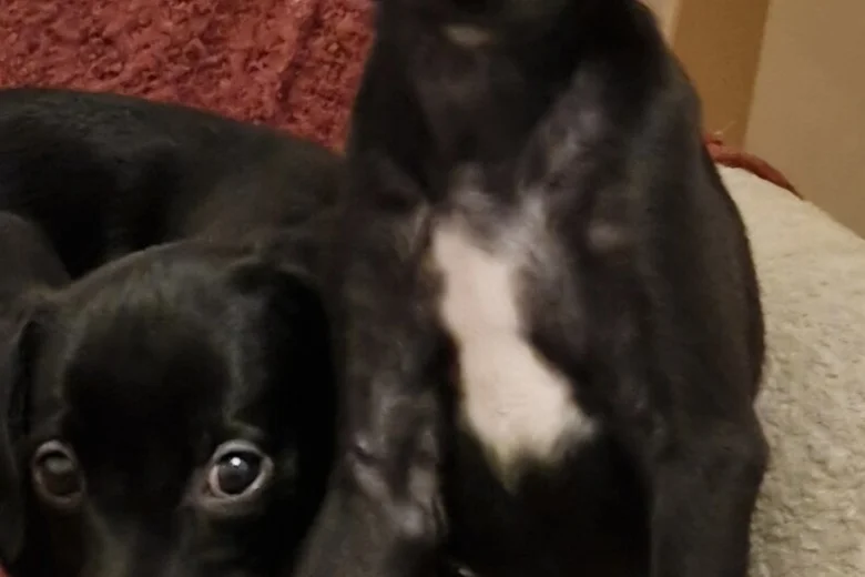 Italian Greyhound
