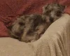 Italian Greyhound