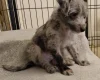 Italian Greyhound