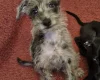 Italian Greyhound