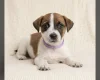 Jack Russell