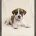 Jack Russell