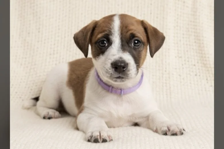 Jack Russell