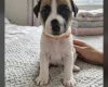 Jack Russell
