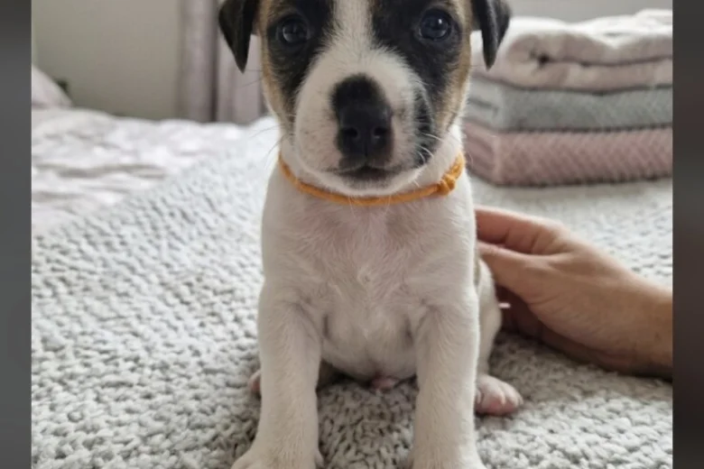 Jack Russell