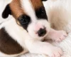 Jack Russell