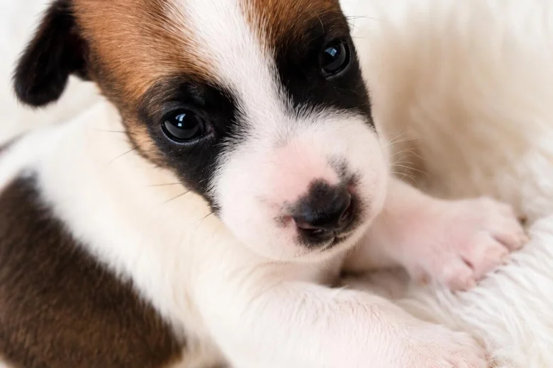 Jack Russell