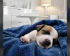 Jack Russell
