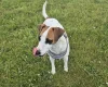 Jack Russell