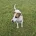 Jack Russell