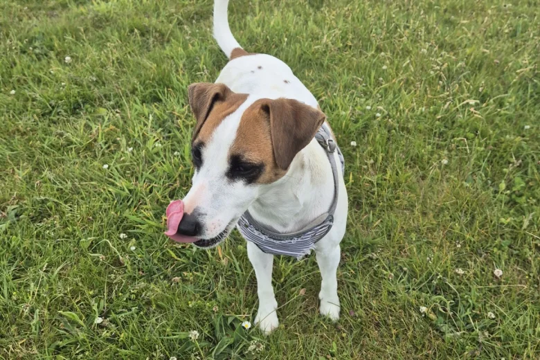 Jack Russell