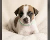 Jack Russell