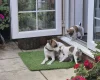 Jack Russell