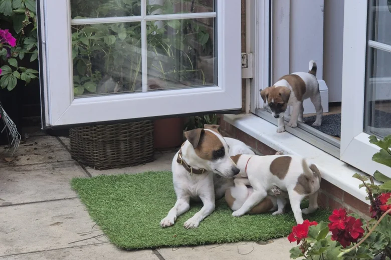 Jack Russell