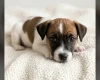 Jack Russell