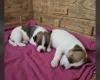 Jack Russell