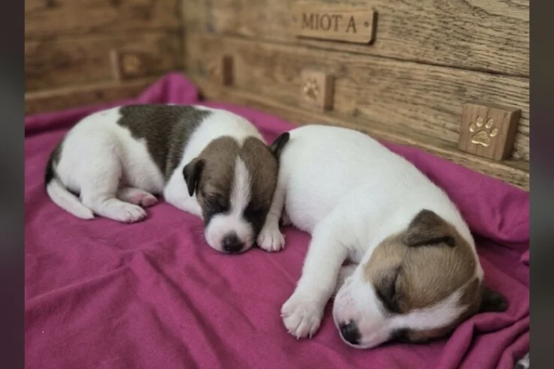 Jack Russell