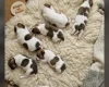Jack Russell