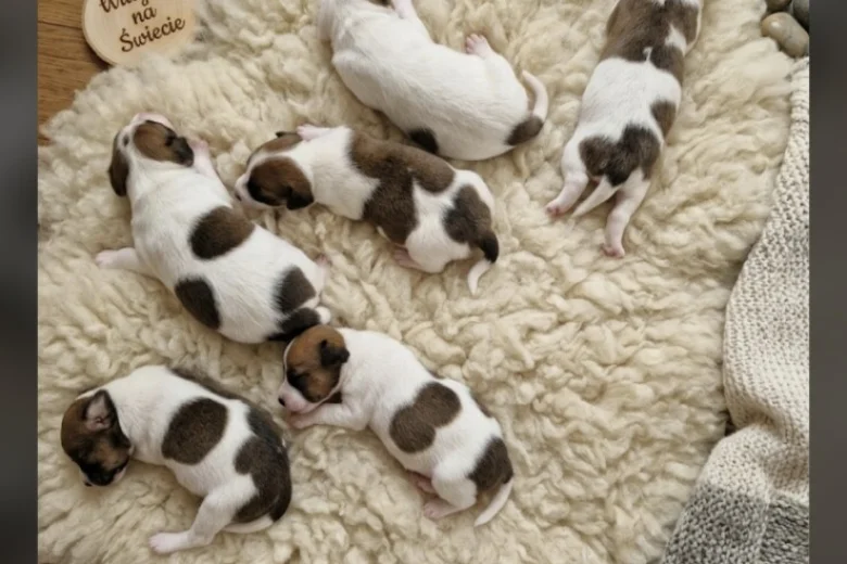 Jack Russell