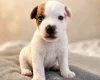Jack Russell