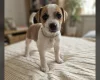 Jack Russell