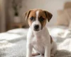 Jack Russell