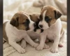 Jack Russell