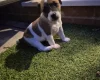 Jack Russell