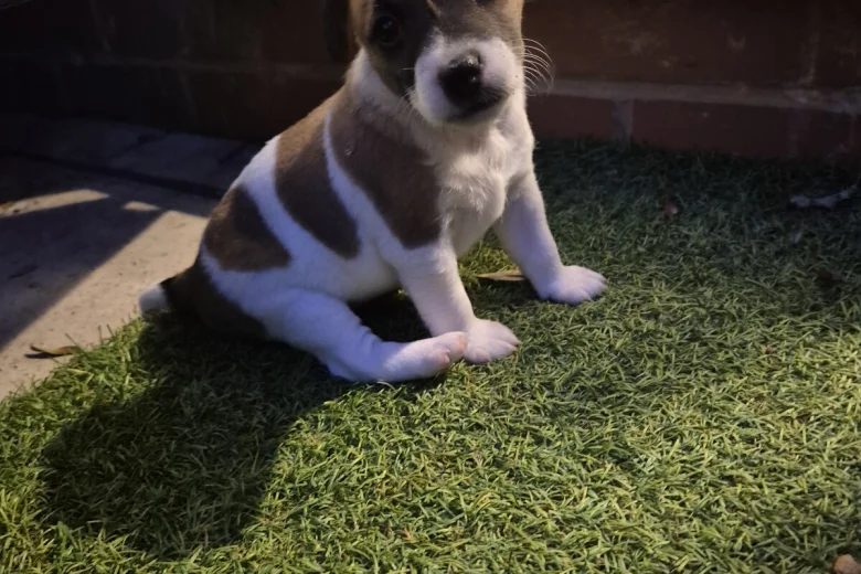 Jack Russell