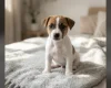 Jack Russell
