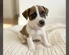 Jack Russell