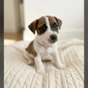 Jack Russell