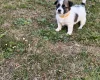 Jack Russell