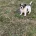 Jack Russell