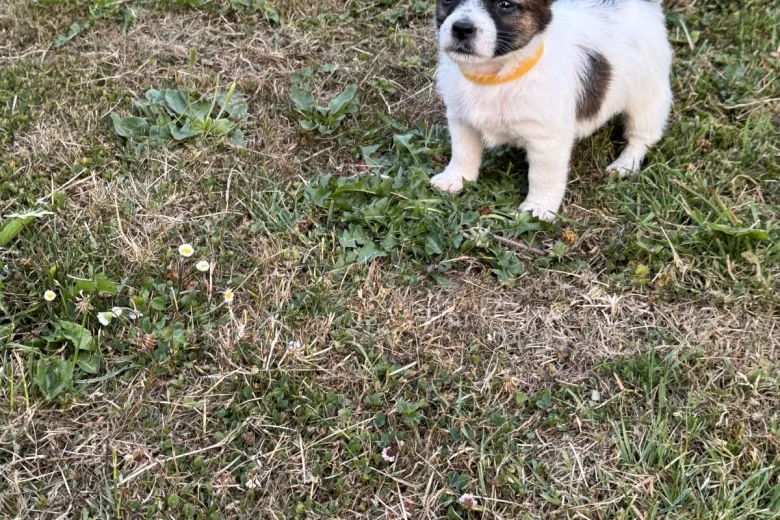 Jack Russell