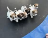Jack Russell