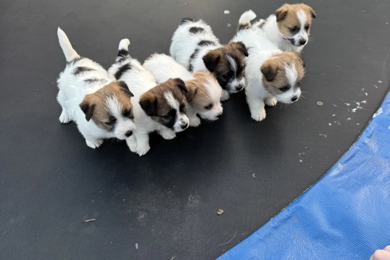 Jack Russell