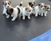 Jack Russell