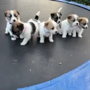 Jack Russell